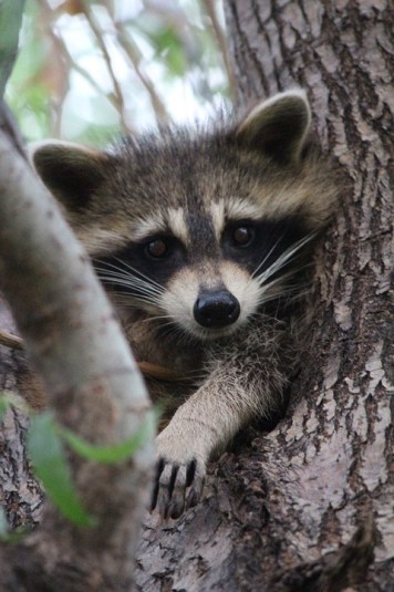 baby-raccoon