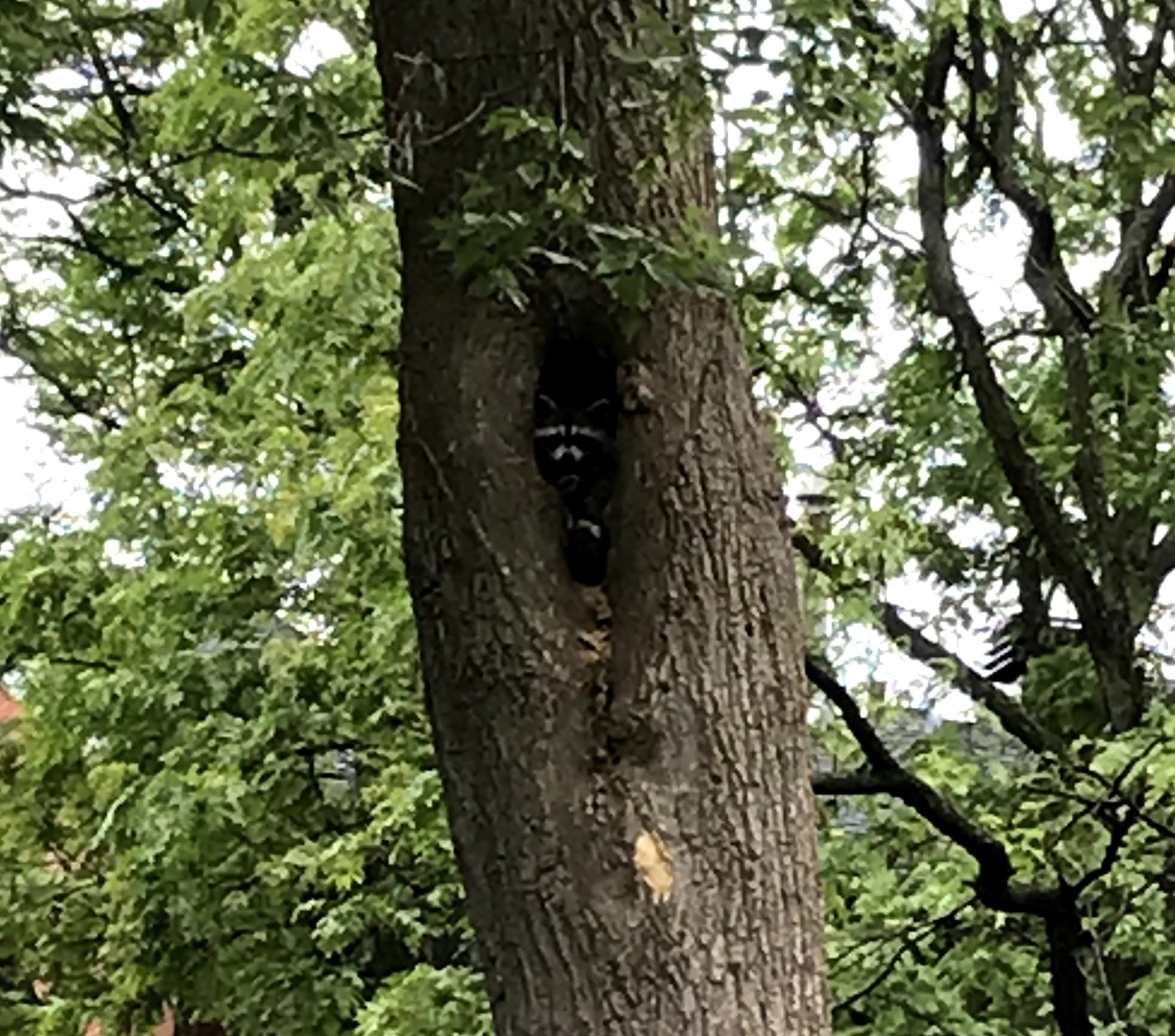 Raccoons in the tree